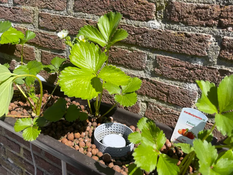 Bell Siphon for Ebb and Flow Hydroponics