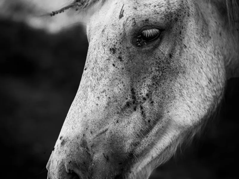 HueForge image of a Horse named Misty 133mmx200mm