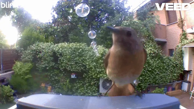 Smart Bird Feeder with Integrated Wifi Camera view 3