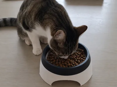 Modern Raised Pet Food & Water Bowl (PLA PURE)