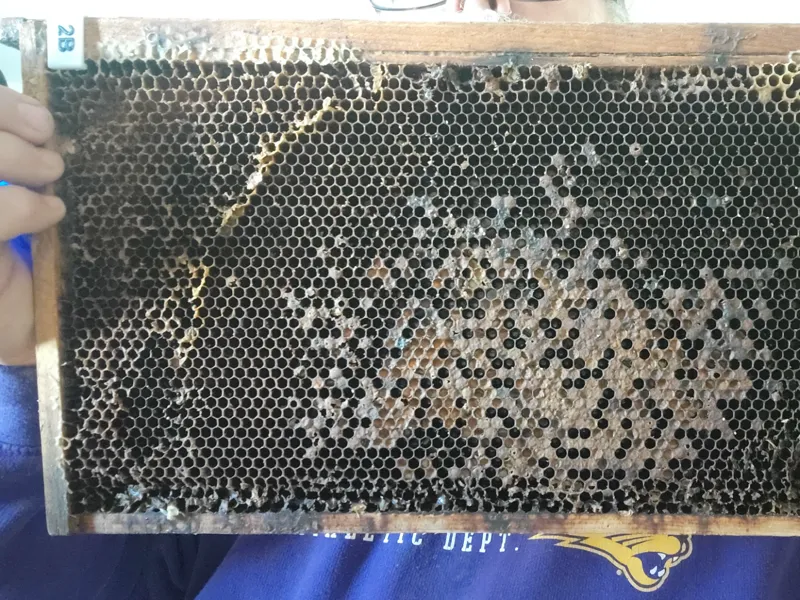 BEEHIVE FRAME LABELS