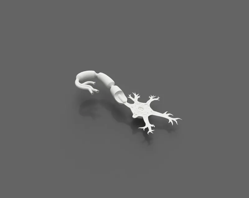 Neuron Model