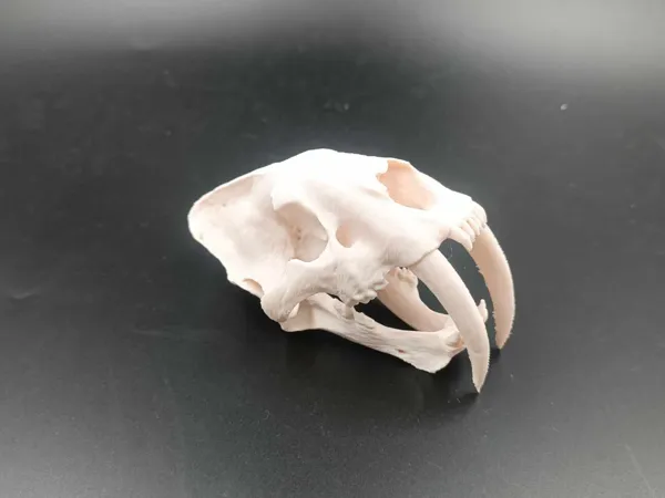 https://makerworld.bblmw.com/makerworld/model/USdf4e8697d149f1/design/2025-03-17_6ac1ec8ade45d.jpg