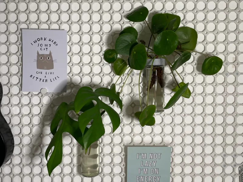 Multiboard Citronhaj Plant Propagation Mount