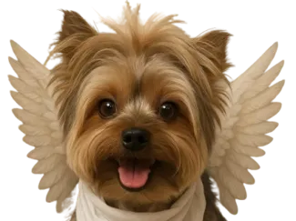 Cachorro jerry