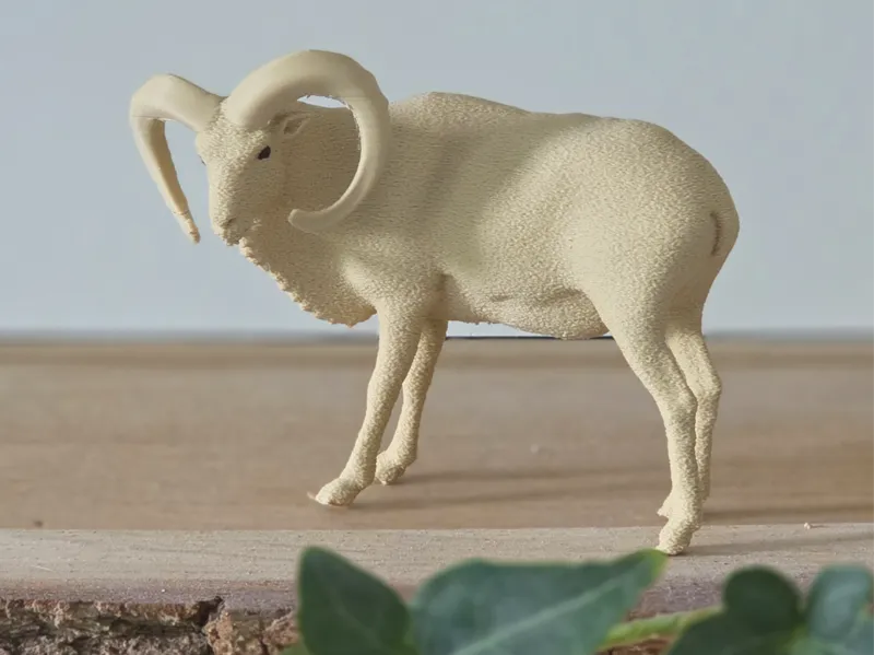 Mufflon (Mouflon)