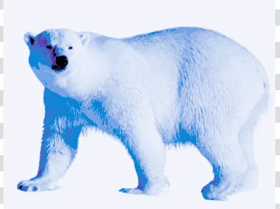 Purple Blue Polar Bear