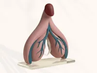 Modèle anatomique de clitoris — photo 2