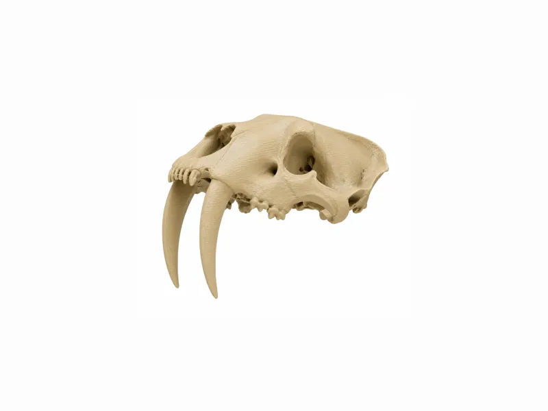 Saber-tooth Skull
