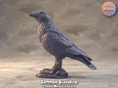 Realistic Life size Common BlackBird,Turdus Merula