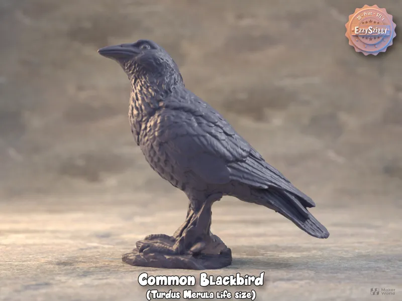 Realistic Life size Common BlackBird,Turdus Merula