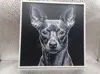 Xoloitzcuintle_170x170_A1 Mini