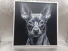 Xoloitzcuintle_170x170_A1