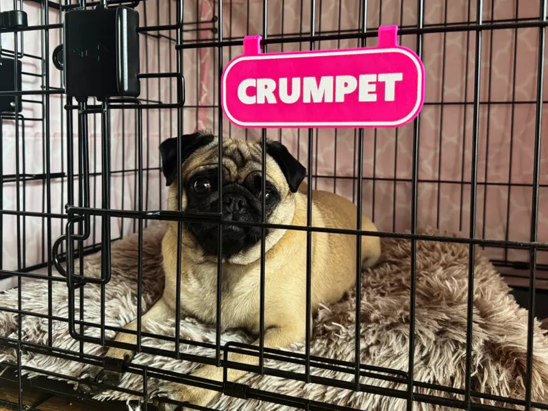 Customizable, Simple dog crate name sign