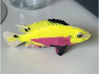 Pelvicachromis kribensis female 