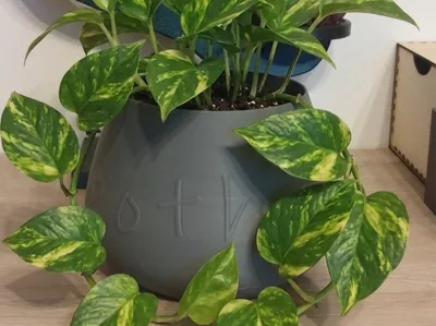pot pothos