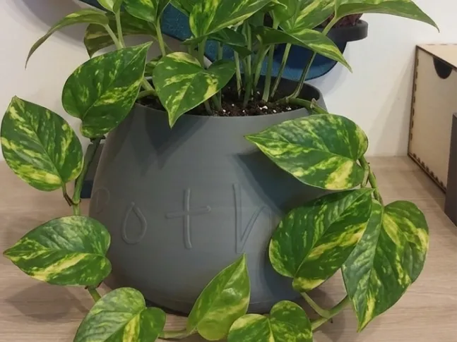 pot pothos