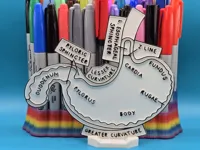 Panneau éducatif à colorier - anatomie de l'estomac — photo 3