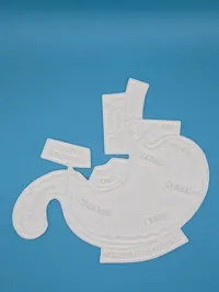Panneau éducatif à colorier - anatomie de l'estomac — photo 2