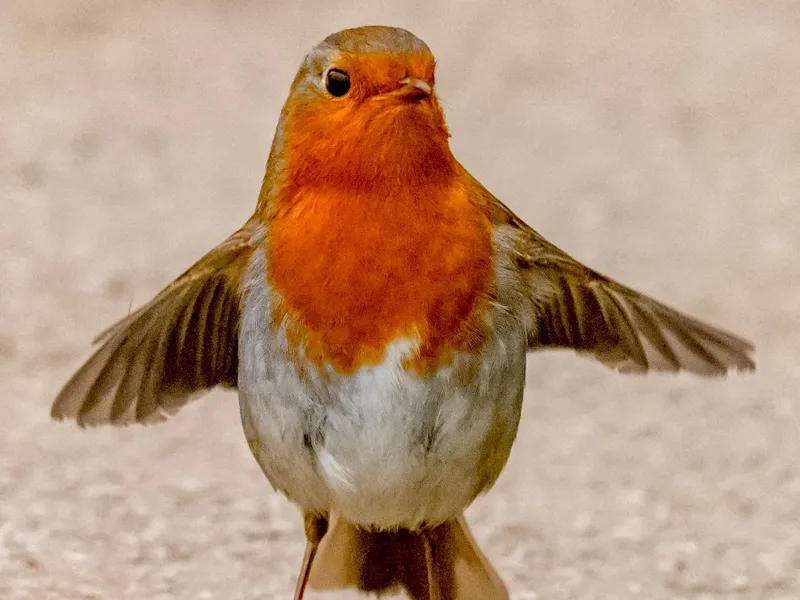 Robin Lithophane