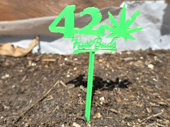 42 Fast Buds