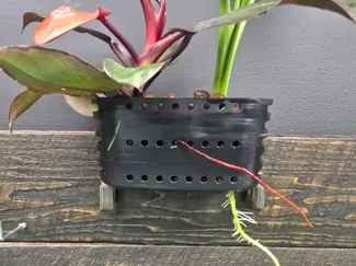 Planter For Rimless Fishtank