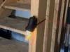 0.16mm layer, 4 walls, 15% infill