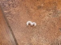 Cable Connecter (4mm to 3mm)