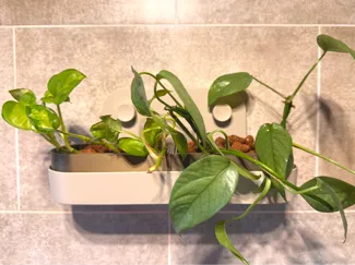 Semi Hydro Leca Air Pot for IKEA ÖBONÄS