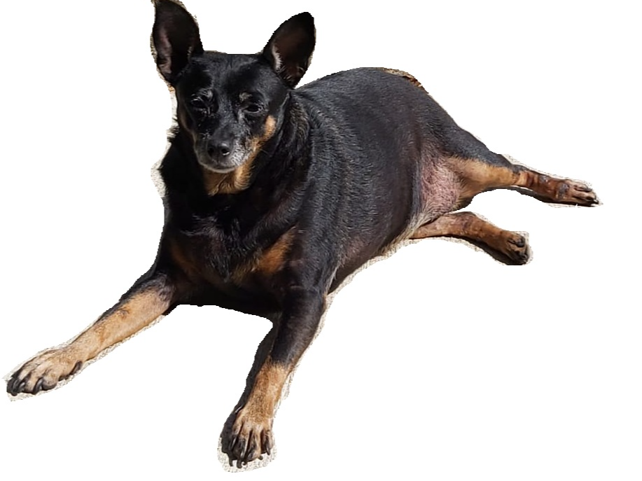 laika