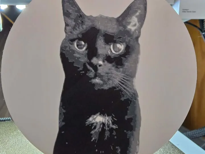 Bombay Cat