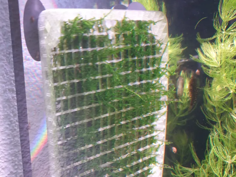 Mooshalterung Aquarium