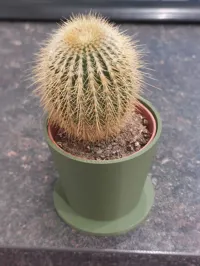 Pot pour cactus — photo 2