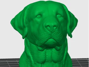 Labrador Bust