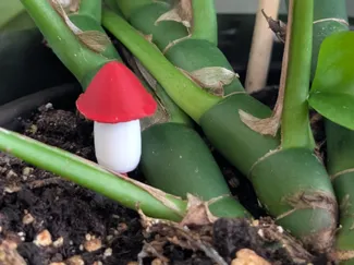 Mushroom Plant Pin