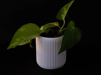 vaso Doric
