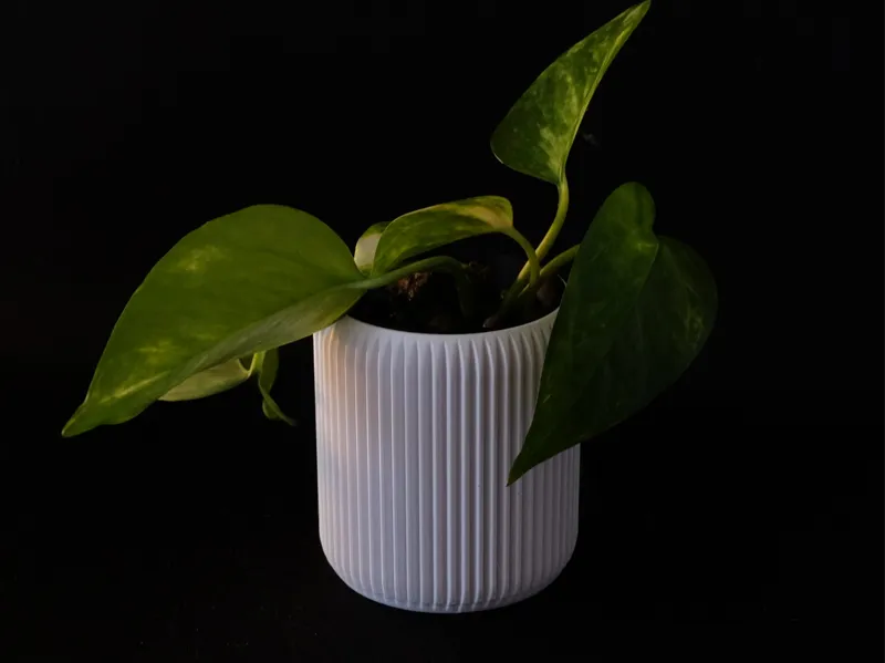 vaso Doric