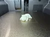Nibbles the Flexi Capybara | 1-Color Paint Ready
