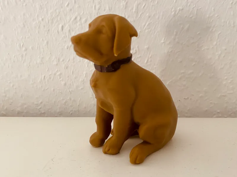 Labrador Dog