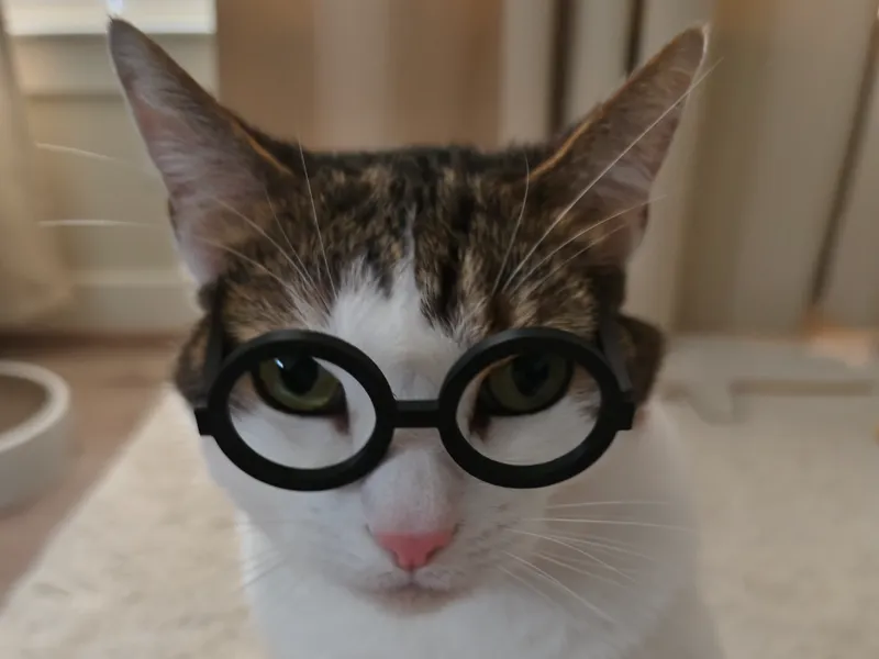 glasses for cat