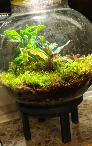 Pot Raiser 9cm higher to elevate your plants