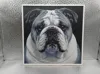 English Bulldog_169x170_A1 Mini