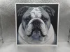 English Bulldog_169x170_P1S