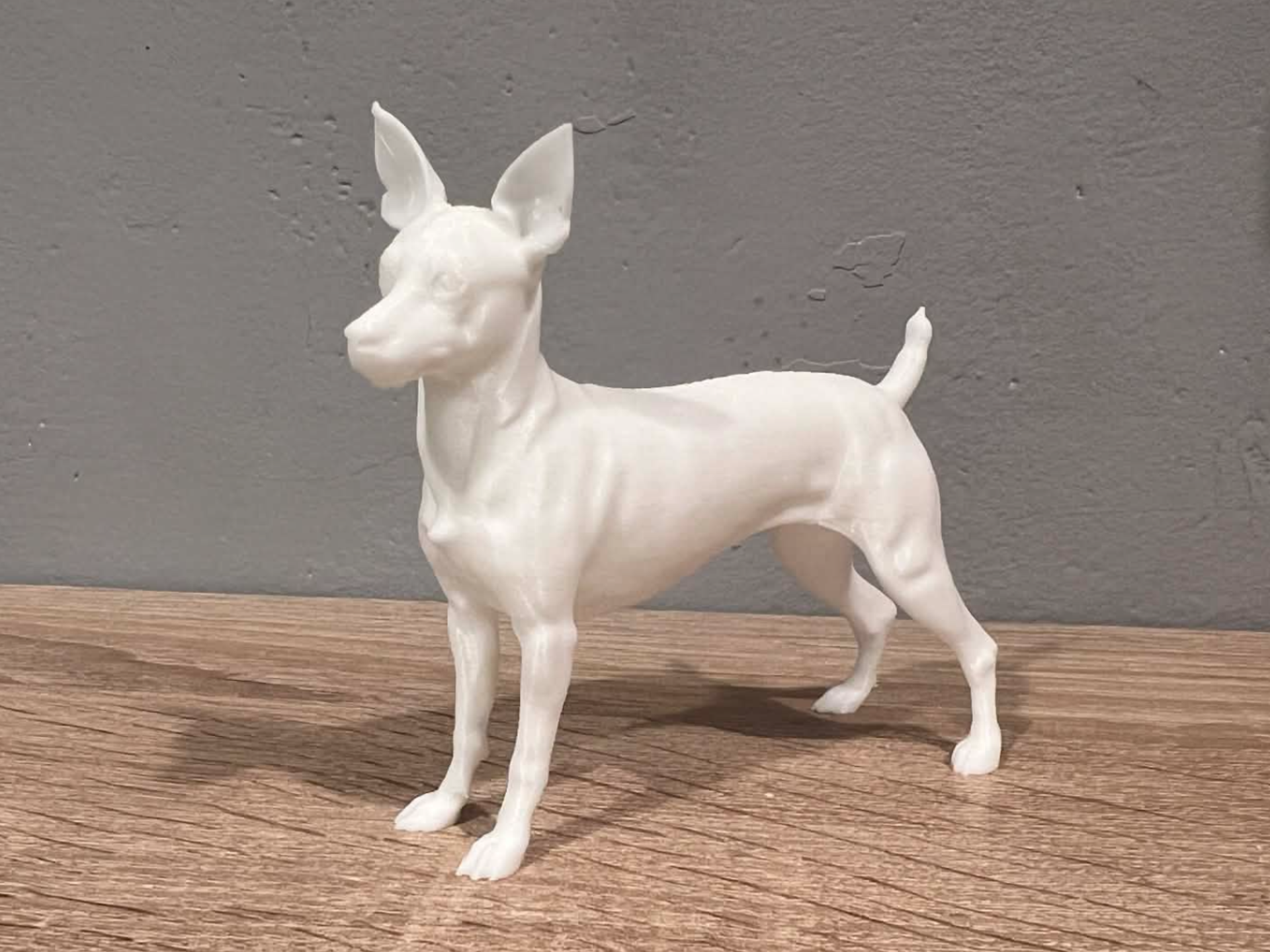 Miniature Pinscher - Dog - Animal