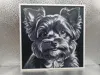 Yorkiepoo_170x170_A1 Mini