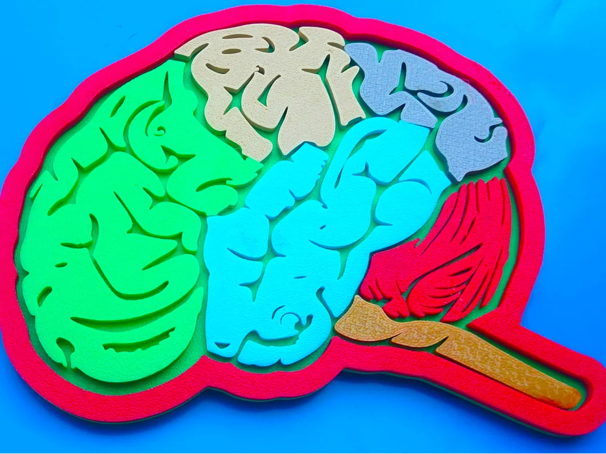 Brain Parts - Free 3D Print Model - MakerWorld