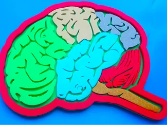 Brain Parts 