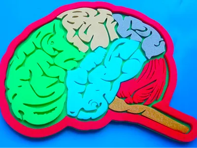 Brain Parts 