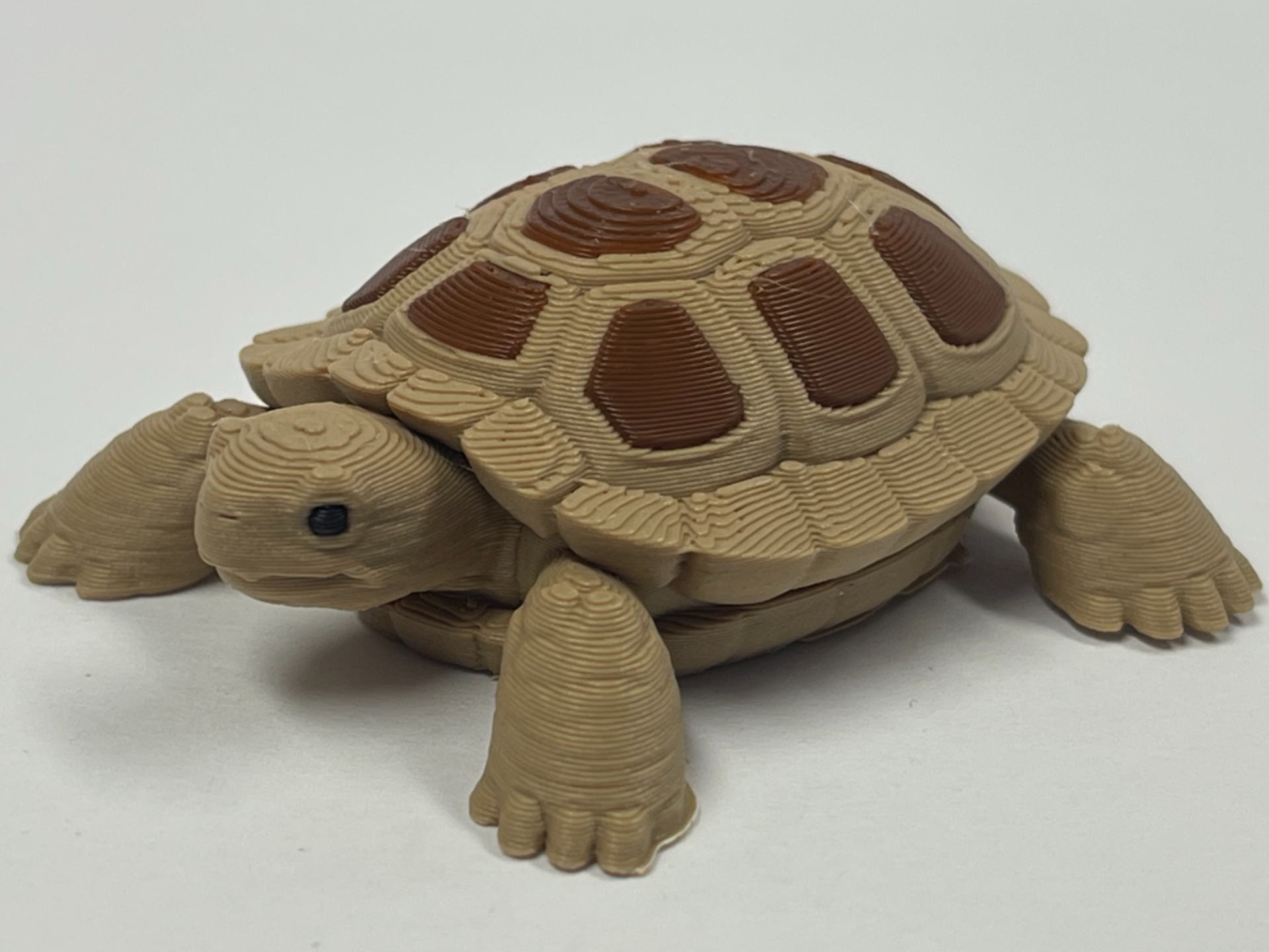 Fun Little Turtle