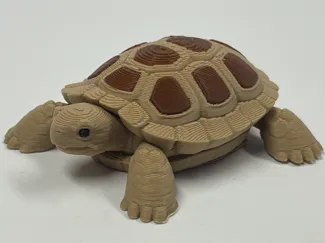 Fun Little Turtle